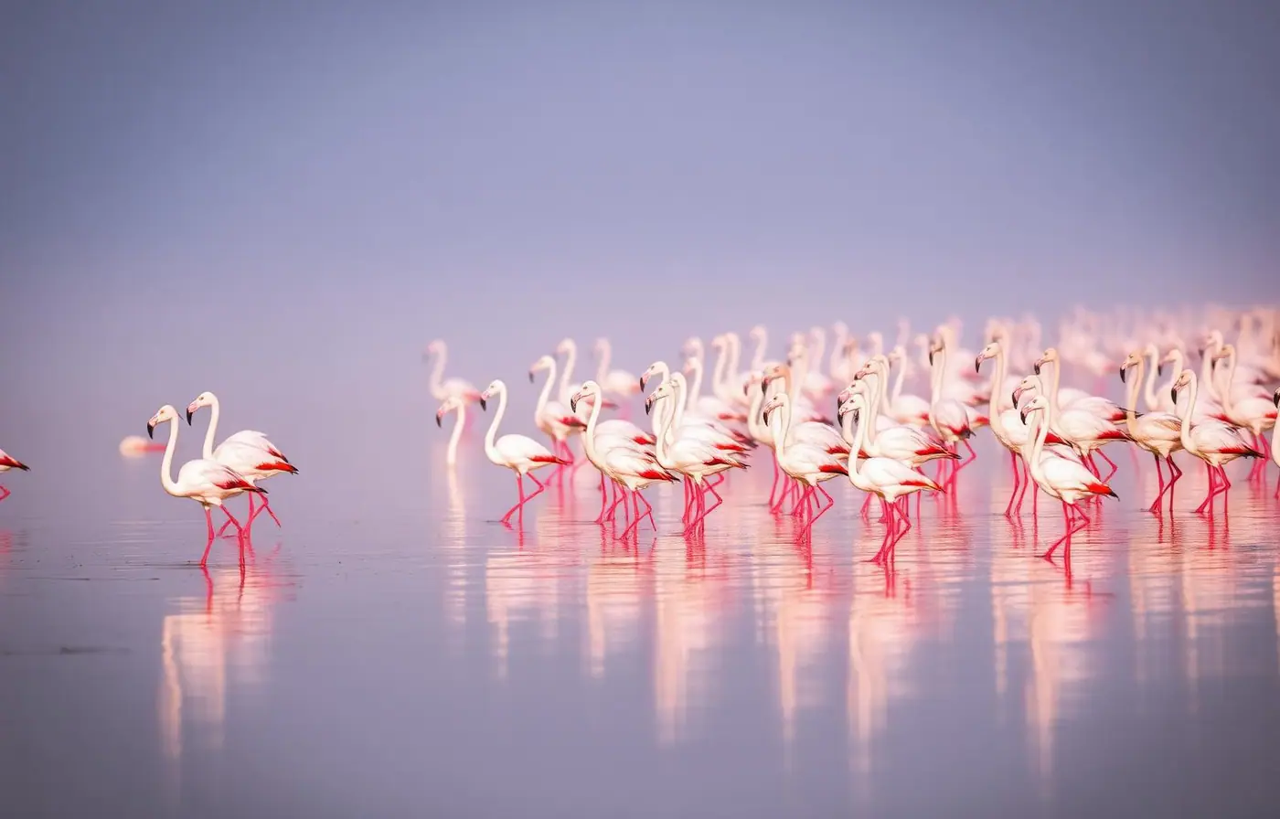 Flamingos at Nakuru